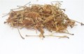  - Albizia julibrissin 50g (Albícia kvet - Albície květ) 