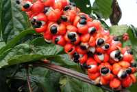  - Guarana celá 1000g (Guarana - Paullinia cupana)