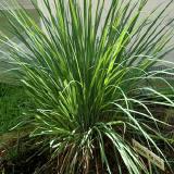  - Citronella, Lemongrass 5 ks semien